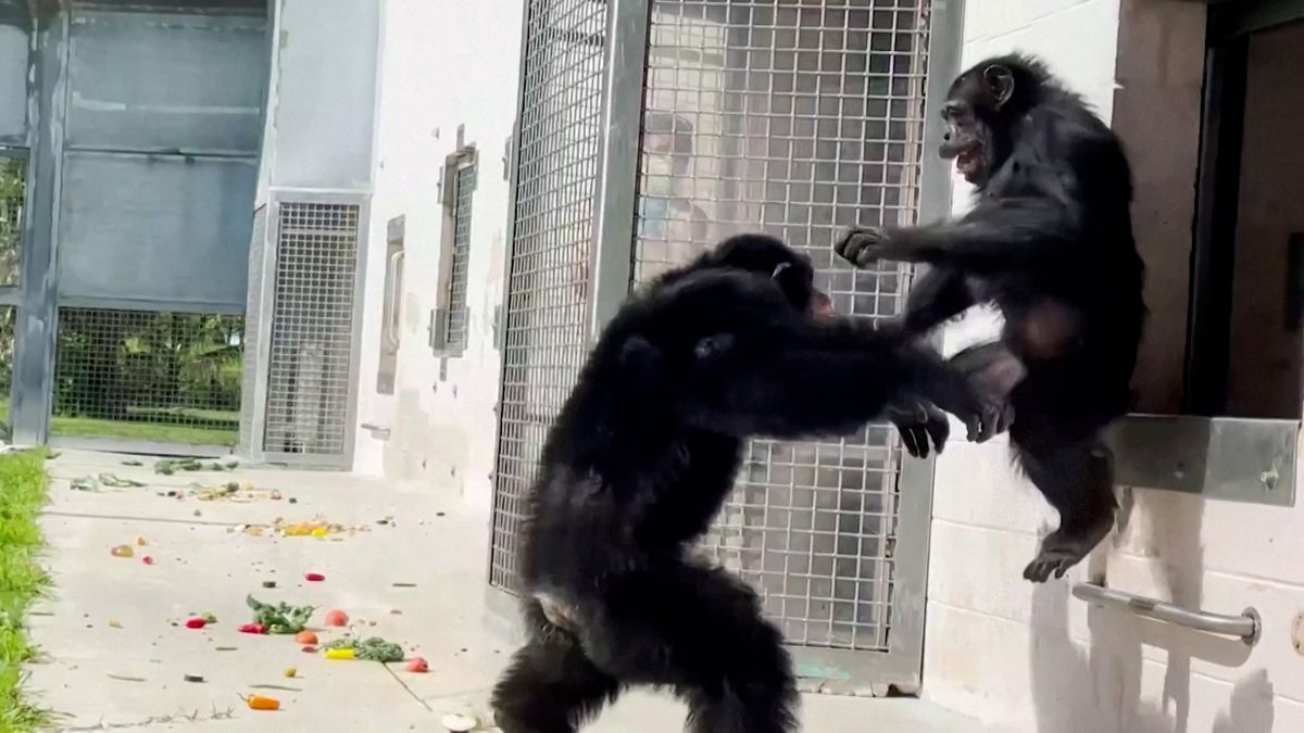 Šimpanz z laboratoře se po 28 letech dostal ven a mohl si prohlédnout nebe